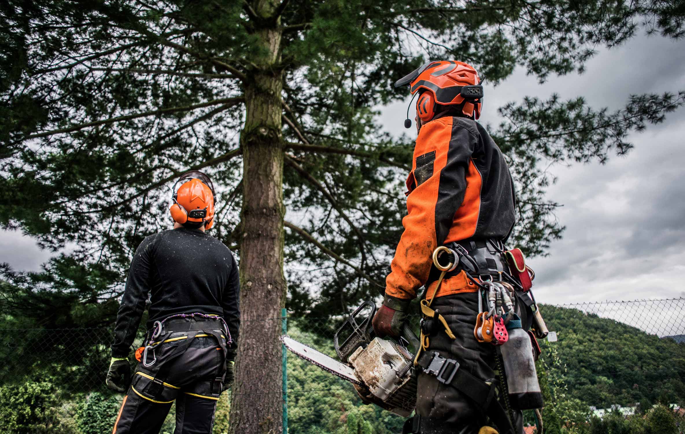 Tree Surgeons for Northampton and Milton Keynes